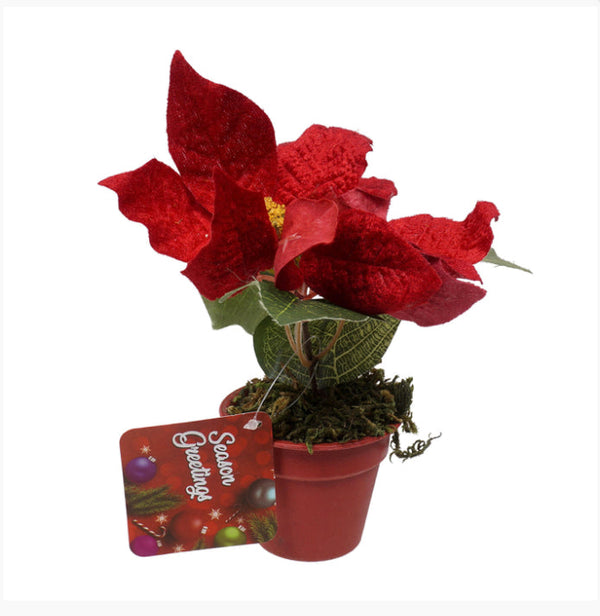 Poinsettia Plant Red w/ Red Pot 7"